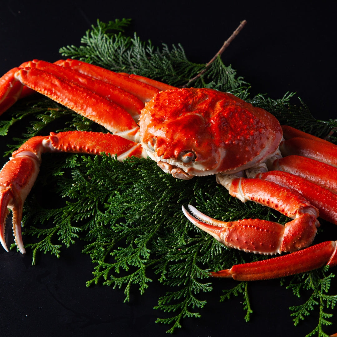 【数量限定】ボイルズワイ姿 2尾